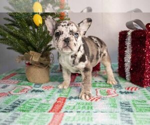 French Bulldog Litter for sale in HOLMESVILLE, OH, USA