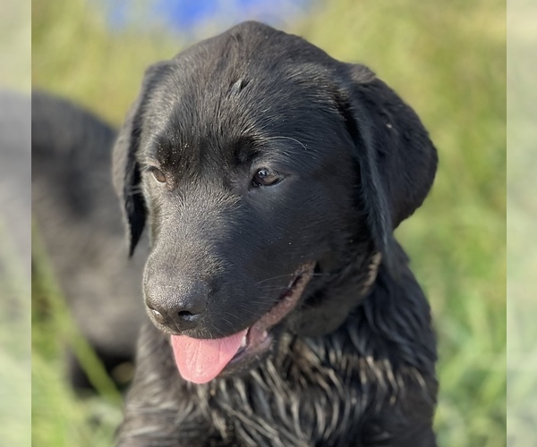 Medium Photo #1 Labrador Retriever Puppy For Sale in KEMP, TX, USA