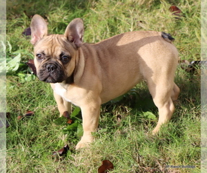 French Bulldog Litter for sale in WINNSBORO, TX, USA