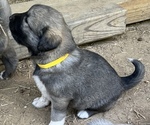 Small Photo #1 Anatolian Shepherd Puppy For Sale in MUNFORD, TN, USA