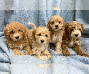 Goldendoodle (Miniature) Litter for sale in LITTLE ROCK, AR, USA