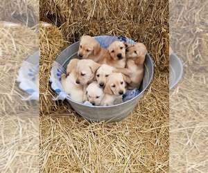 puppies for sale in twin falls idaho