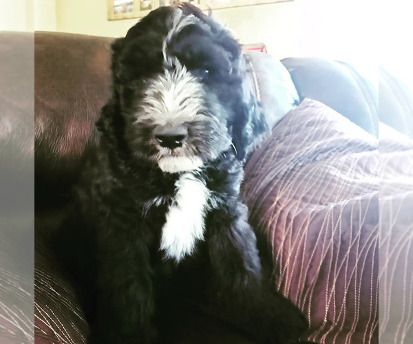 Medium Photo #1 Sheepadoodle Puppy For Sale in SALEM, OR, USA