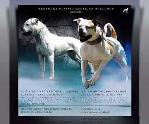 American Bulldog Litter for sale in TAYLORSVILLE, KY, USA