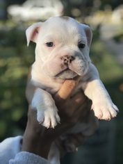 English Bulldog Litter for sale in NEW ORLEANS, LA, USA