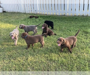 Labrador Retriever Litter for sale in DUNCAN, OK, USA