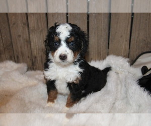Miniature Bernedoodle Litter for sale in STANLEY, WI, USA