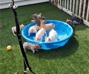 French Bulldog Litter for sale in WEST PALM BCH, FL, USA