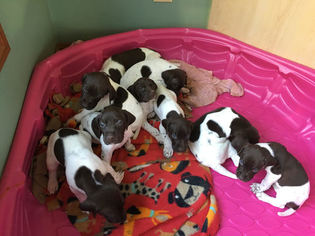 German Shorthaired Pointer Litter for sale in CINCINNATI, OH, USA