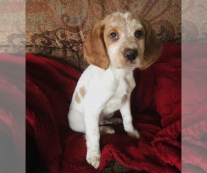 Brittany Litter for sale in BERKSHIRE, NY, USA