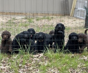 Labradoodle Litter for sale in SAINT PETER, IL, USA