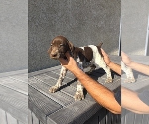 German Shorthaired Pointer Litter for sale in MC FARLAND, CA, USA