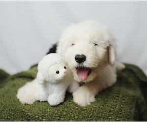 Old English Sheepdog Litter for sale in NAMPA, ID, USA