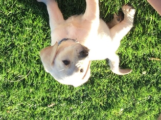 Labrador Retriever Litter for sale in ECHO, OR, USA