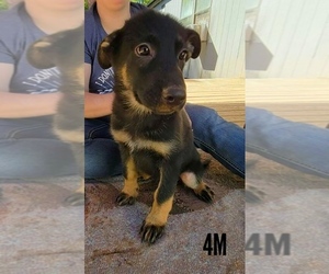 German Shepherd Dog Litter for sale in VALLEY, AL, USA