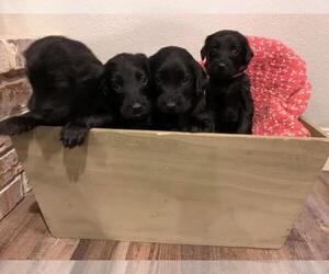 Labradoodle Litter for sale in CLOVIS, CA, USA