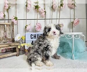Aussiedoodle Miniature  Litter for sale in COLLEGE STA, TX, USA