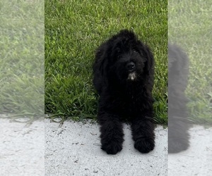 Aussiedoodle-Poodle (Standard) Mix Litter for sale in RUSSELL, IA, USA