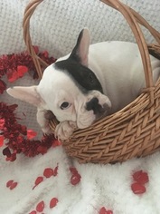 French Bulldog Litter for sale in BELLEVILLE, PA, USA