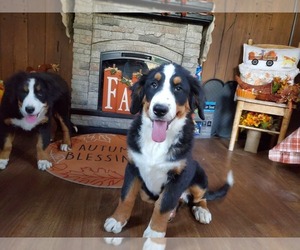 Bernese Mountain Dog Litter for sale in PEYTON, CO, USA