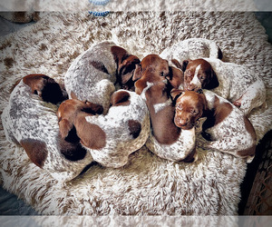 German Shorthaired Pointer Litter for sale in GOLDEN, CO, USA