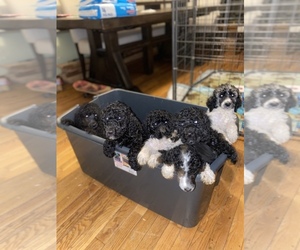 Poodle (Standard) Litter for sale in BENTON, TN, USA