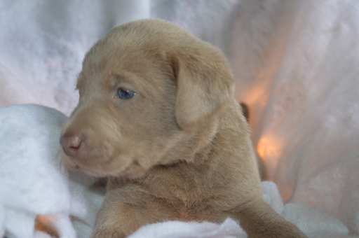Medium Photo #1 Labrador Retriever Puppy For Sale in MARION, IN, USA