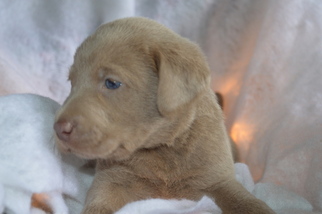 Labrador Retriever Litter for sale in MARION, IN, USA