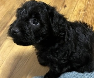 YorkiePoo Litter for sale in NEW BRITAIN, CT, USA
