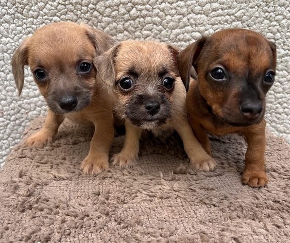 Medium Photo #1 Chiweenie-Jack Russell Terrier Mix Puppy For Sale in SAINT AUGUSTINE, FL, USA