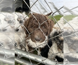 Aussiedoodle Litter for sale in LAKE VILLAGE, IN, USA