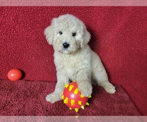 Goldendoodle-Poodle (Toy) Mix Litter for sale in BLACK FOREST, CO, USA