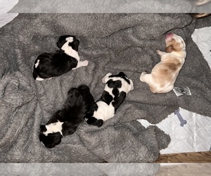 Basset Hound Litter for sale in LAFAYETTE, CO, USA