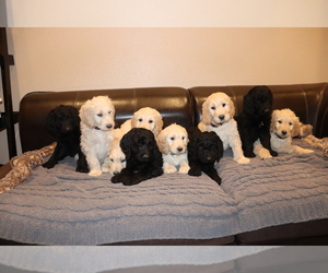 Goldendoodle Litter for sale in PROVO, UT, USA