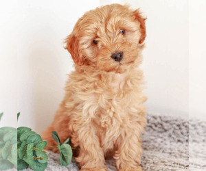 Goldendoodle Litter for sale in KILLINGER, PA, USA