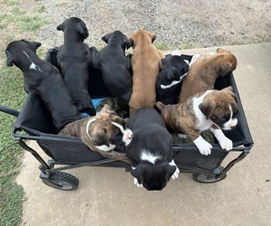 Boxer Litter for sale in GUTHRIE, OK, USA
