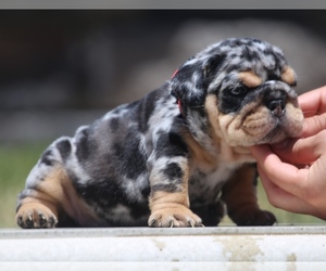 Bulldog Litter for sale in LOS ANGELES, CA, USA