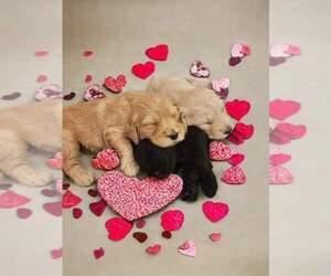 Goldendoodle Litter for sale in FRENCHTOWN, MT, USA