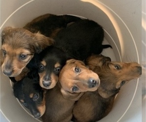 Dachshund Litter for sale in GREELEY, CO, USA