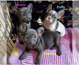 French Bulldog Litter for sale in OTTAWA LAKE, MI, USA