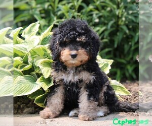 Bernedoodle (Miniature) Litter for sale in BREMEN, IN, USA