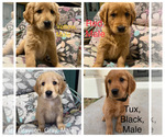 Small Photo #1 Golden Retriever Puppy For Sale in BENTON, KS, USA