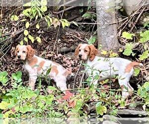 Brittany Litter for sale in BERKSHIRE, NY, USA