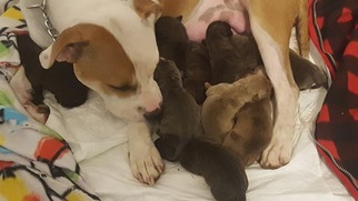 American Pit Bull Terrier Litter for sale in COAL TOWNSHIP, PA, USA