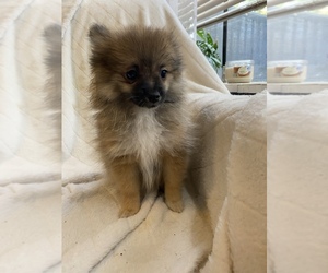 Pomeranian Litter for sale in COOPER CITY, FL, USA