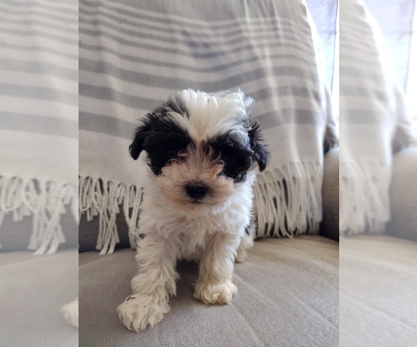 Full screen Photo #1 Shih Tzu Puppy For Sale in PEMBROKE, KY, USA