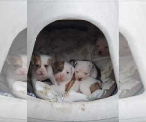 American Bulldog Litter for sale in TABOR CITY, NC, USA