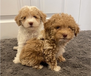 Poodle (Toy) Litter for sale in HENDERSON, KY, USA