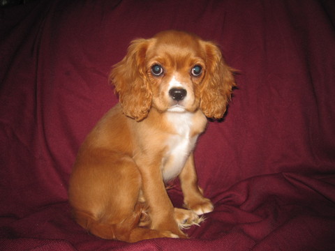 Medium Photo #1 Cavalier King Charles Spaniel Puppy For Sale in DRESSER, WI, USA