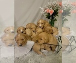 Small Photo #1 Golden Retriever Puppy For Sale in ROCKFORD, MI, USA